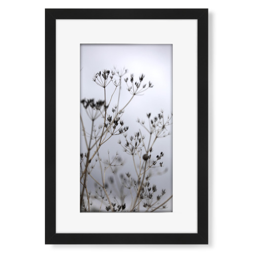 Gräser Silhouette Naturfaben