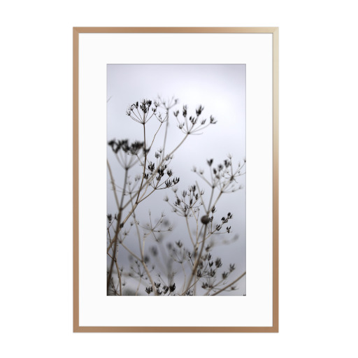Gräser Silhouette Naturfaben