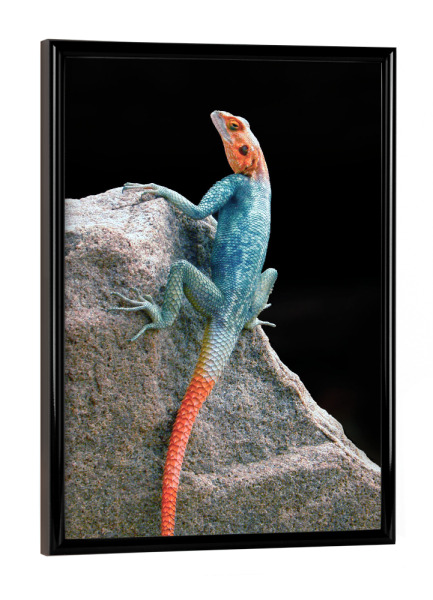 Poster mit schwarzem Rahmen "Regenbogenagame" artboxONE - Natur,Reise,Tiere,Reise / Afrika