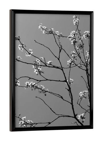 Poster mit schwarzem Rahmen "Japanische Kirschblüten sw" artboxONE - Natur,Floral,Schwarzweiß