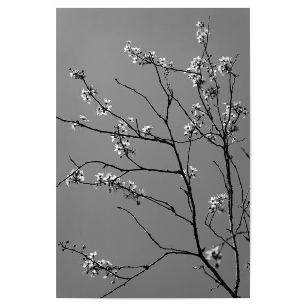 Poster 30x20 cm "Japanische Kirschblüten sw" artboxONE - Natur,Floral,Schwarzweiß
