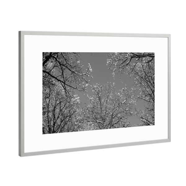 Poster mit Rahmen Silber "Winterhimmel Bäume sw" artboxONE - Natur,Schwarzweiß