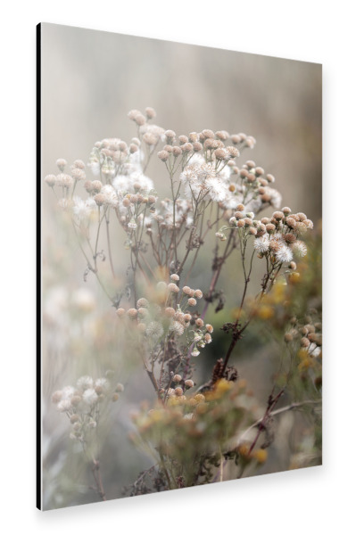 Alu-Dibond "Wilde Blumen Naturtöne Beige" 30x20 cm artboxONE