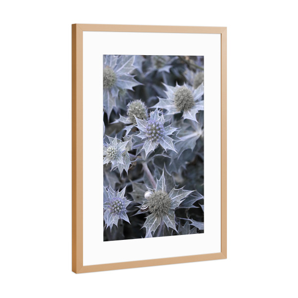 Poster mit Rahmen Kupfer "Helle Distelblumen Schönheit" artboxONE - Natur,Floral,Für Mama