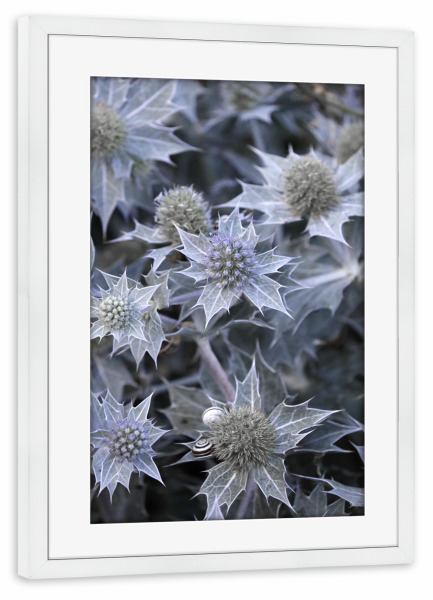 Poster mit Rahmen weiß "Helle Distelblumen Schönheit" artboxONE - Natur,Floral,Für Mama