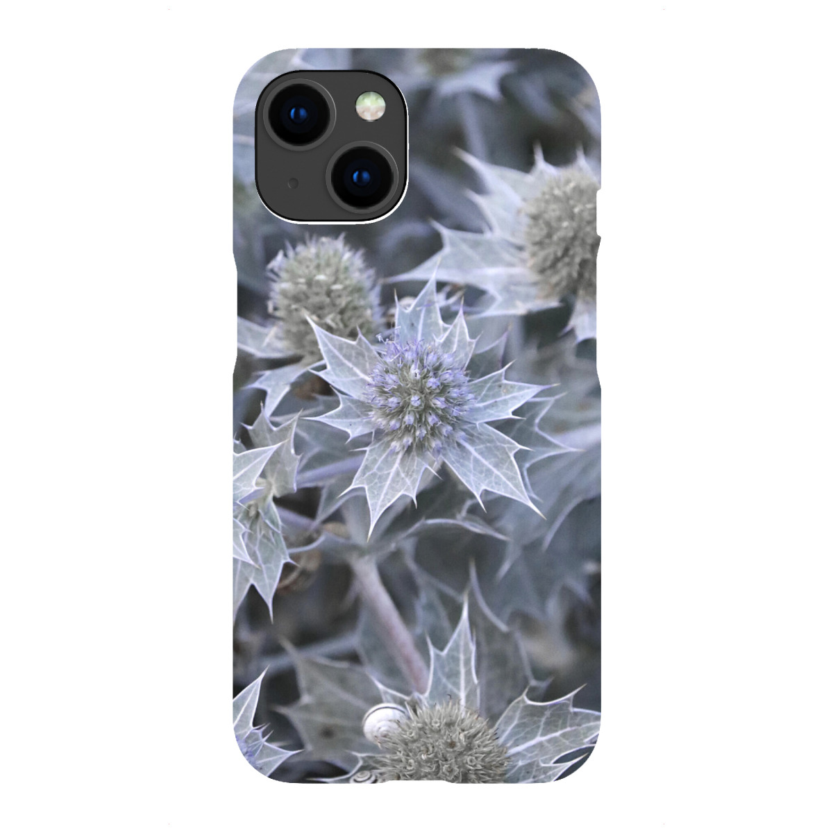 iPhone "Helle Distelblumen Schönheit" Premium-Case Handyhülle artboxONE
