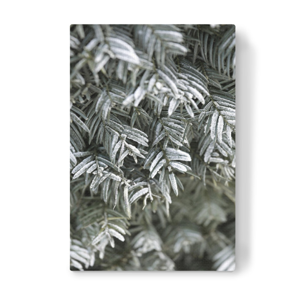 Leinwandbild "Grüne Winterzweige mit Schnee" artboxONE - Natur,Floral,Weihnachten