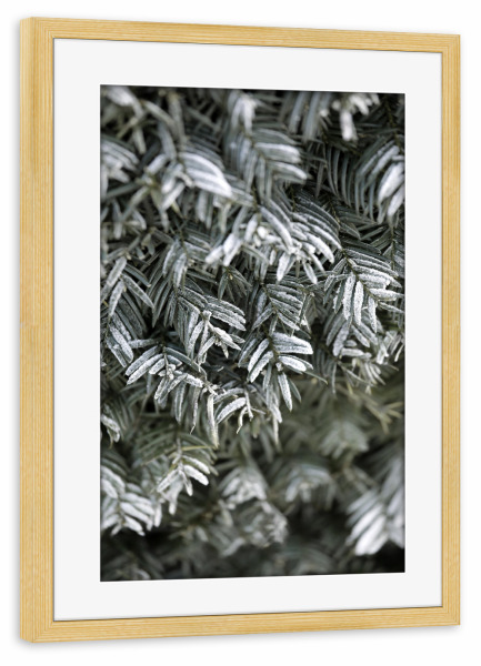 Poster mit Rahmen kiefer "Grüne Winterzweige mit Schnee" artboxONE - Natur,Floral,Weihnachten