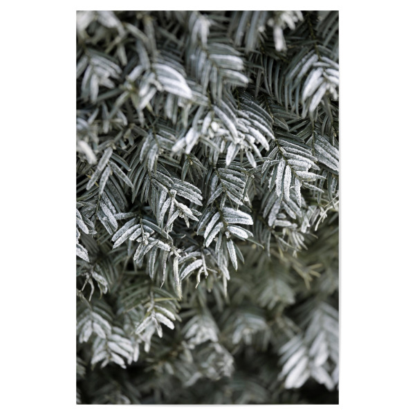Poster 30x20 cm "Grüne Winterzweige mit Schnee" artboxONE - Natur,Floral,Weihnachten