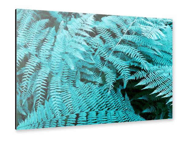 Alu-Dibond "Türkiser Farn" 30x20 cm artboxONE