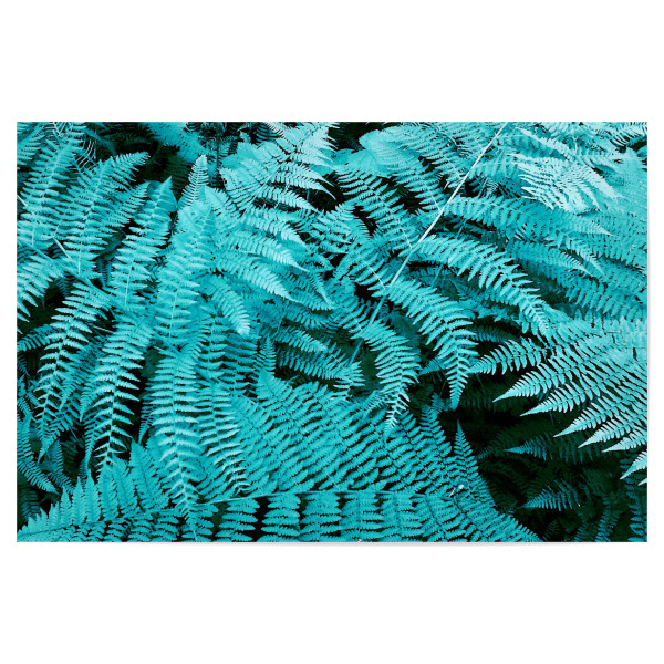 Poster 30x20 cm "Türkiser Farn" artboxONE - Natur,Floral