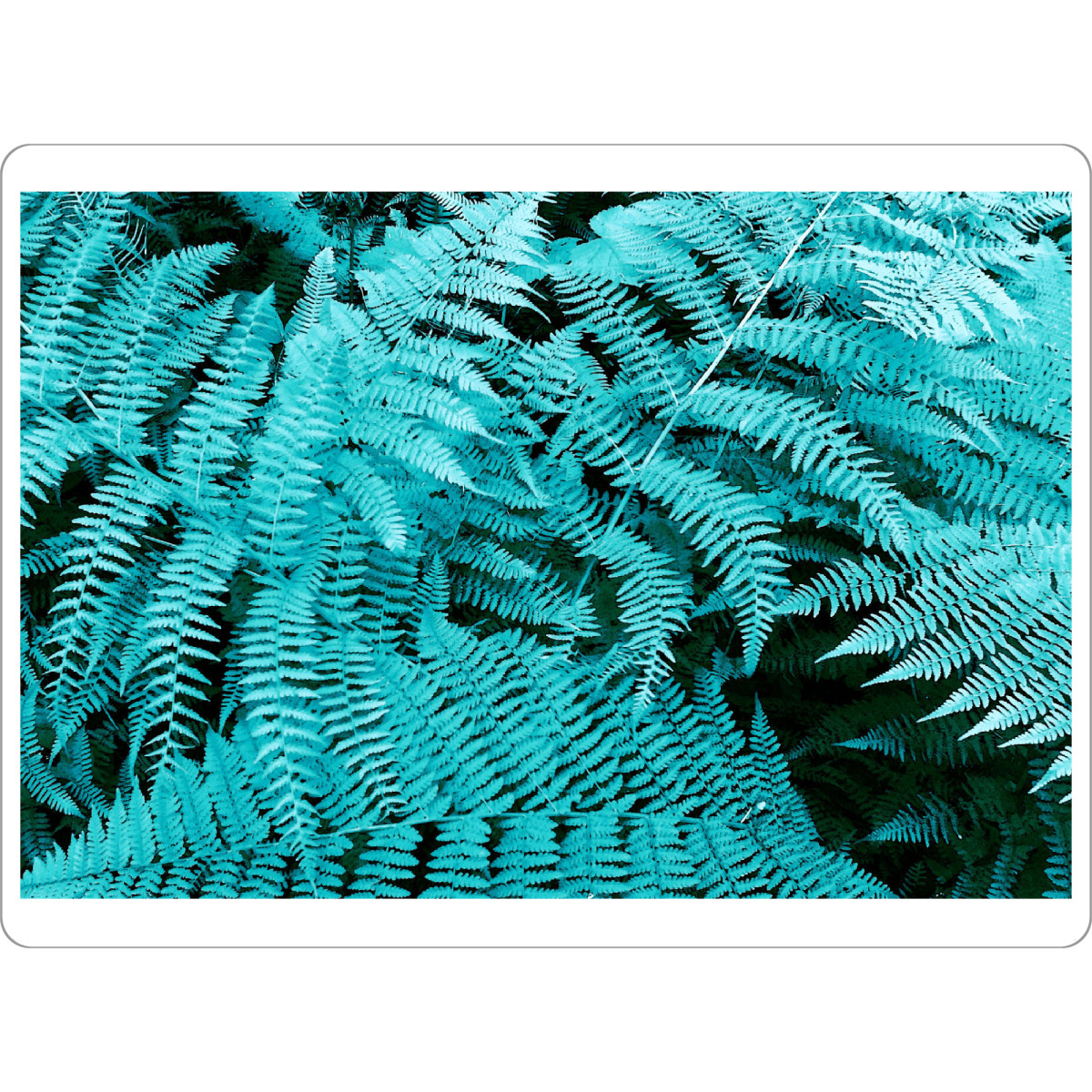 Tischset "Türkiser Farn" artboxONE - Natur,Floral