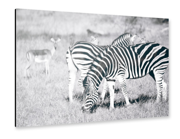 Alu-Dibond "Zebras und Impalas" 30x20 cm artboxONE