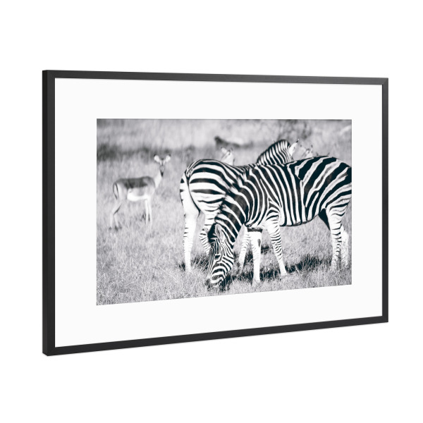 Poster mit Rahmen Schwarz (Metallic) "Zebras und Impalas" artboxONE - Natur,Reise,Tiere,Schwarzweiß,Reise / Afrika