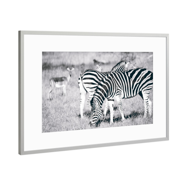Poster mit Rahmen Silber "Zebras und Impalas" artboxONE - Natur,Reise,Tiere,Schwarzweiß,Reise / Afrika