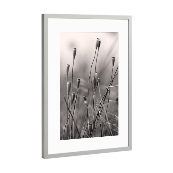 Poster mit Rahmen Silber "Samenkapseln im Wind sw" artboxONE - Natur,Floral,Schwarzweiß