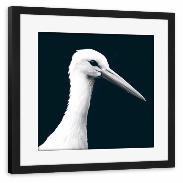 Poster mit Rahmen schwarz "Ein Klapperstorch" artboxONE - Natur,Reise,Tiere,Schwarzweiß