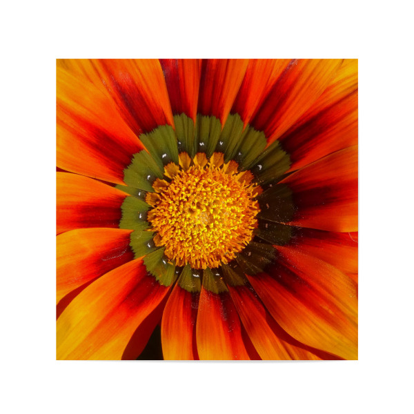 Poster 20x20 cm "Orange Blüte" artboxONE - Floral,Für Mama