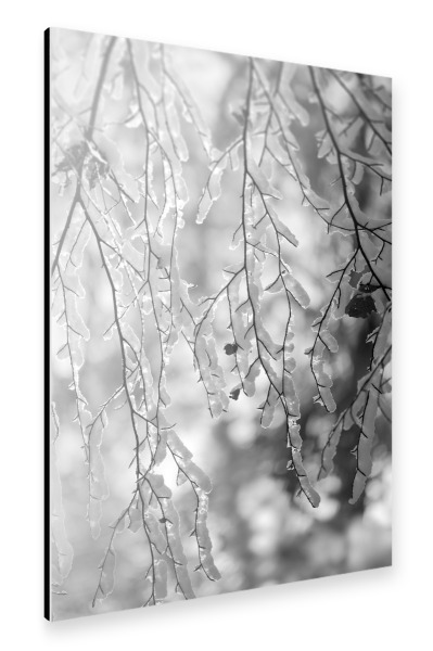 Alu-Dibond "Winter Zweige sw" 30x20 cm artboxONE