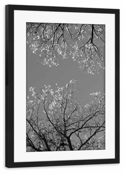 Poster mit Rahmen schwarz "Winterlandschaft Bäume sw" artboxONE - Natur,Schwarzweiß,Weihnachten
