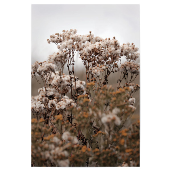 Poster 30x20 cm "Wildpflanzen Naturtöne Beige" artboxONE - Natur,Floral