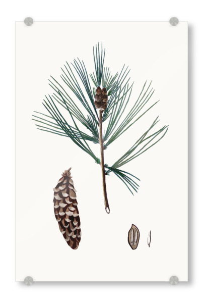 Acrylglasbild "Vintage Winterkiefer" artboxONE - Natur,Weihnachten - Kiefer,Kiefer,Tannenzapfen