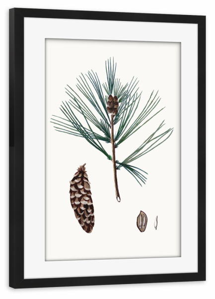 Poster mit Rahmen schwarz "Vintage Winterkiefer" artboxONE - Natur,Weihnachten - Kiefer,Kiefer,Tannenzapfen