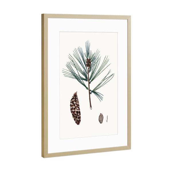 Poster mit Rahmen Gold "Vintage Winterkiefer" artboxONE - Natur,Weihnachten - Kiefer,Kiefer,Tannenzapfen