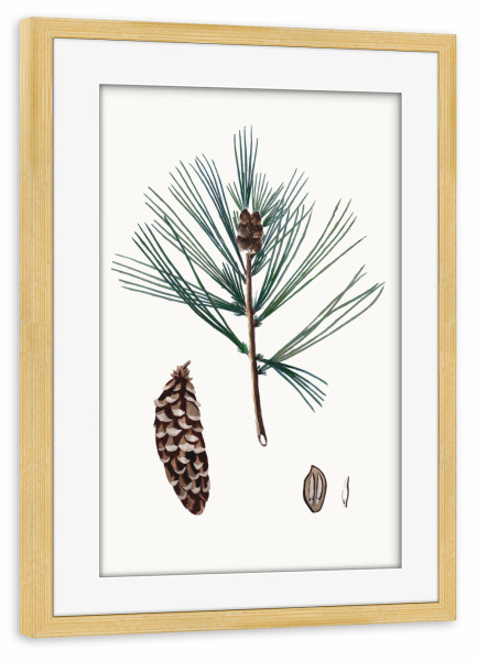 Poster mit Rahmen kiefer "Vintage Winterkiefer" artboxONE - Natur,Weihnachten - Kiefer,Kiefer,Tannenzapfen