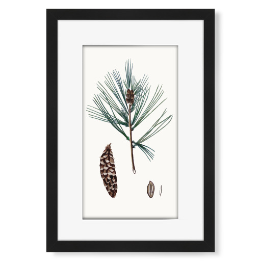 Vintage Winter Pine