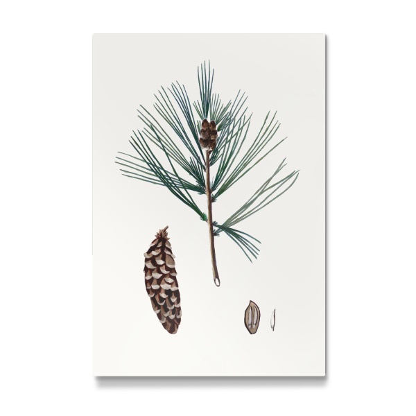 Galerie-Print "Vintage Winterkiefer" 75x50 cm artboxONE