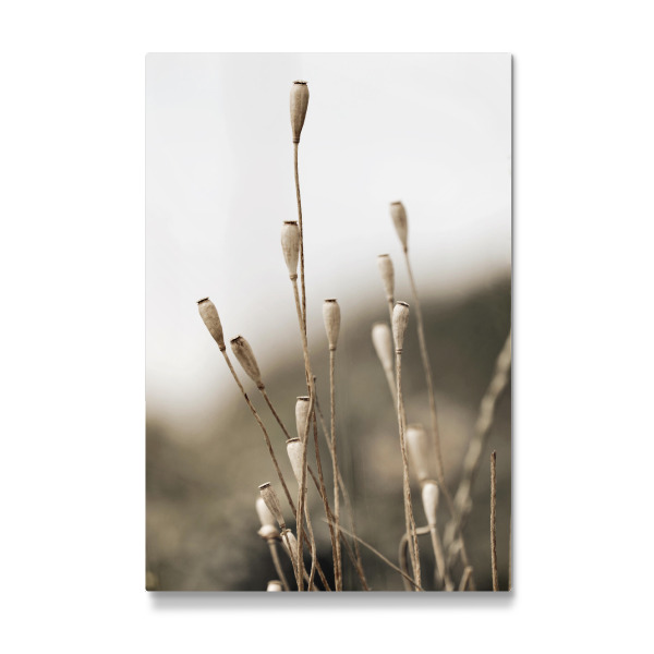 Galerie-Print "Samenkapseln Naturtöne Beige" 30x20 cm artboxONE