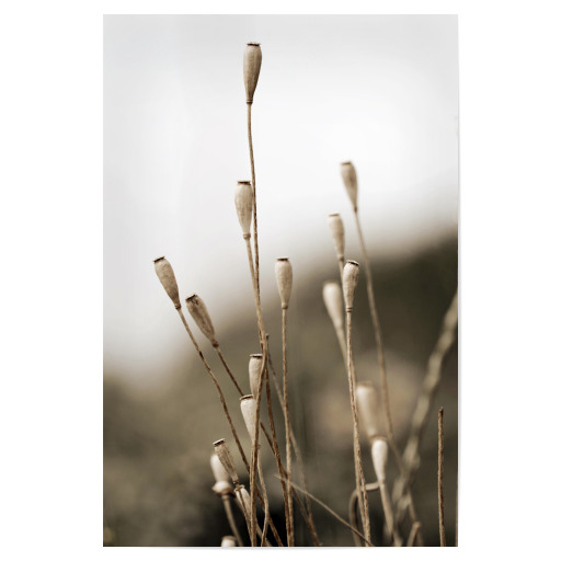 Samenkapseln Naturtöne Beige
