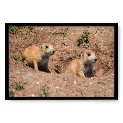 Prairie dogs