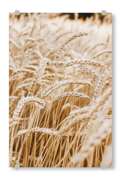 Acrylglasbild "Beiges Weizengrasfeld" artboxONE - Natur,Floral - Beiges weizengras,Landschaft