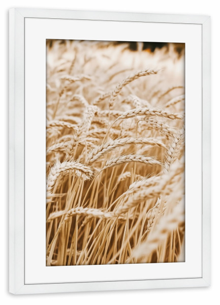 Poster mit Rahmen weiß "Beiges Weizengrasfeld" artboxONE - Natur,Floral - Beiges weizengras,Landschaft