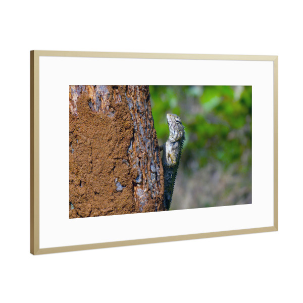 Poster mit Rahmen Gold "Ein Gecko" artboxONE - Natur,Reise,Tiere,Reise / Asien,Reise / Länder