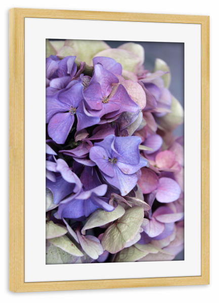 Poster mit Rahmen kiefer "Hortensie Blüte Lila Blau Beige" artboxONE - Natur,Floral,Abstrakt,Ultraviolet