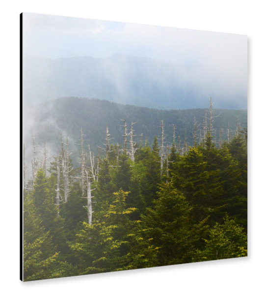 Alu-Dibond "Smokies Triptychon middle part" 30x30 cm artboxONE
