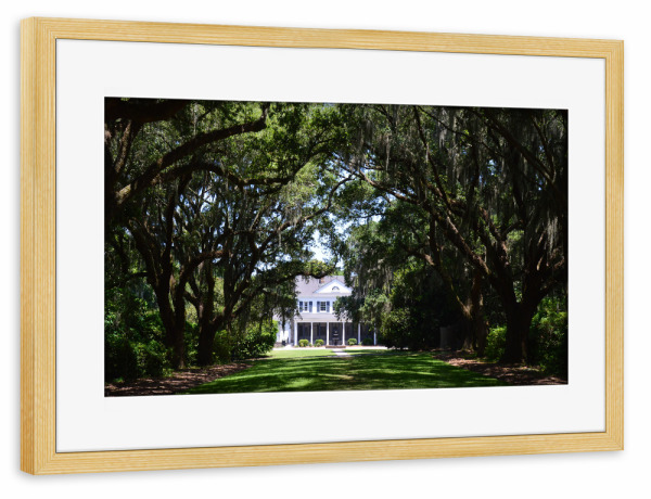Poster mit Rahmen kiefer "Plantation at South Carolina" artboxONE - Natur,Reise,Architektur,Reise / Länder