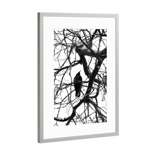 Poster mit Rahmen Silber "Schwarzer Vogel black & white" artboxONE - Tiere,Schwarzweiß