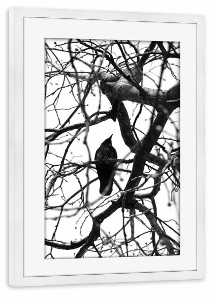 Poster mit Rahmen weiß "Schwarzer Vogel black & white" artboxONE - Tiere,Schwarzweiß