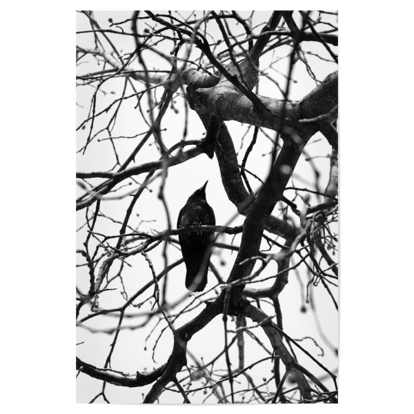 Poster 30x20 cm "Schwarzer Vogel black & white" artboxONE - Tiere,Schwarzweiß