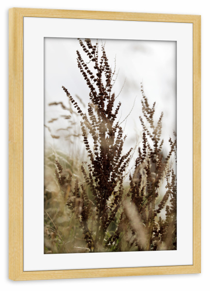 Poster mit Rahmen kiefer "Wildpflanzen Braun Beige" artboxONE - Natur,Floral