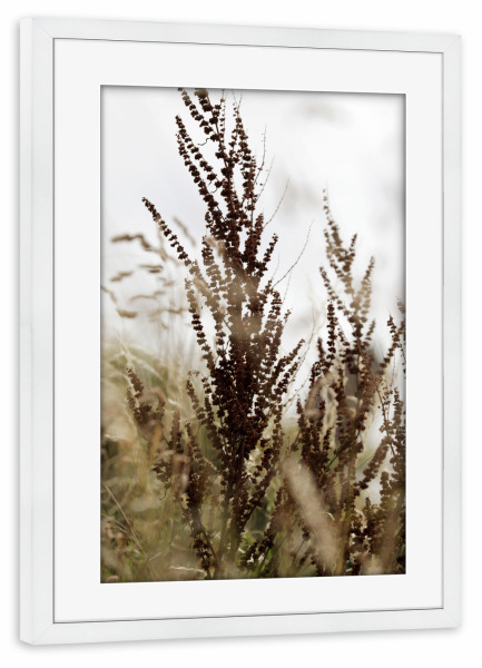 Poster mit Rahmen weiß "Wildpflanzen Braun Beige" artboxONE - Natur,Floral