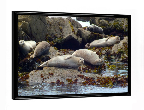 Poster mit schwarzem Rahmen "Ruhende Seehunde" artboxONE - Reise,Tiere,Reise / Strand und Meer,Reise / Länder