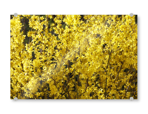 Acrylglasbild "Gelbe Blütenpracht im Frühling" artboxONE - Natur,Floral