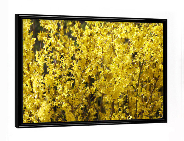 Poster mit schwarzem Rahmen "Gelbe Blütenpracht im Frühling" artboxONE - Natur,Floral