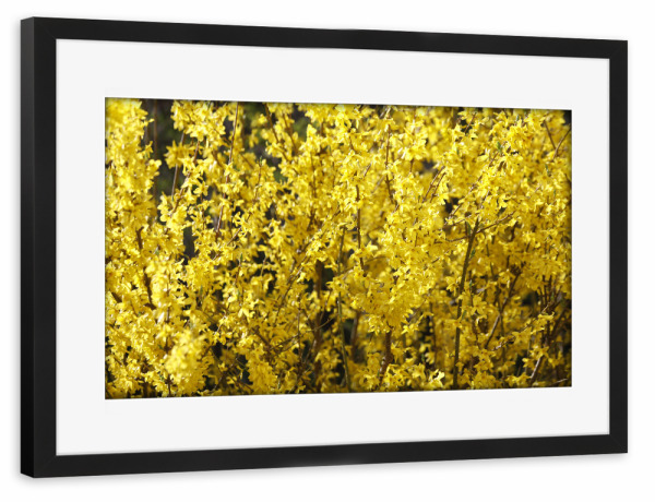 Poster mit Rahmen schwarz "Gelbe Blütenpracht im Frühling" artboxONE - Natur,Floral