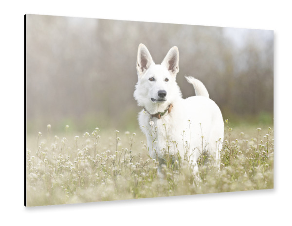 Alu-Dibond "Freunde auf 4 Pfoten" 30x20 cm artboxONE